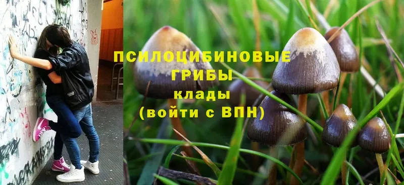 Псилоцибиновые грибы Psilocybine cubensis  Белозерск 